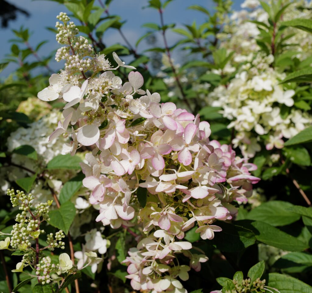 Hydrangea Paniculata Pinky Winky