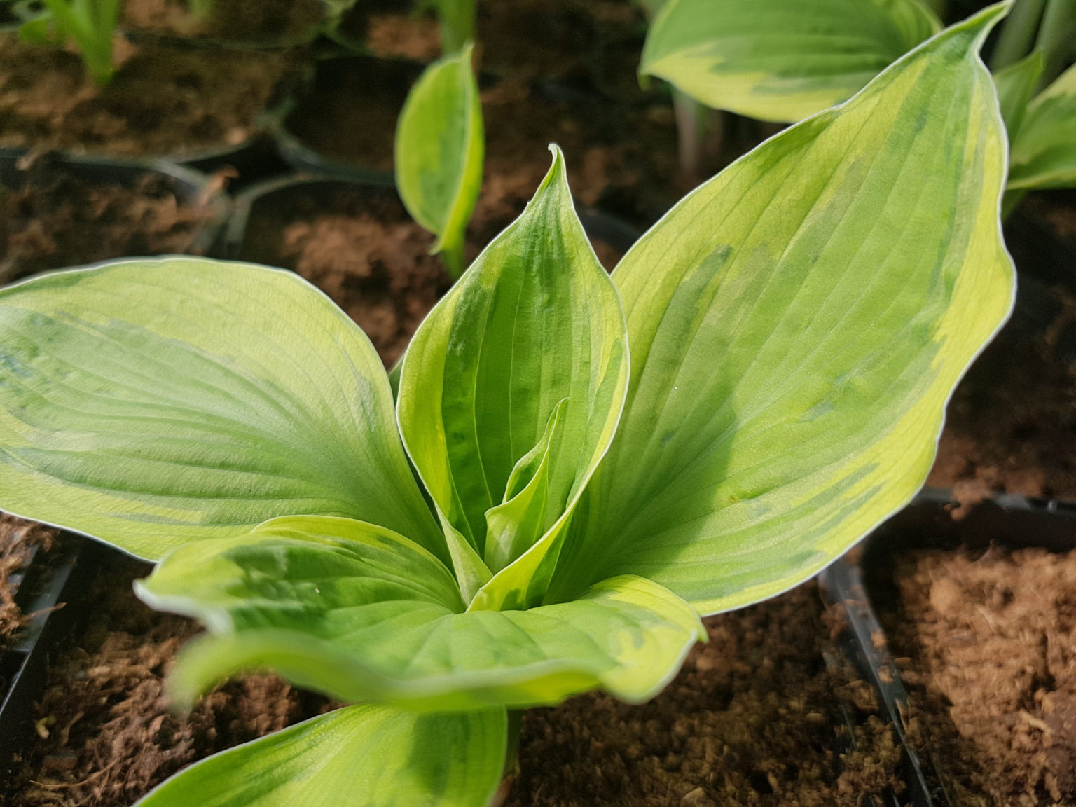 Hosta captain's adventure