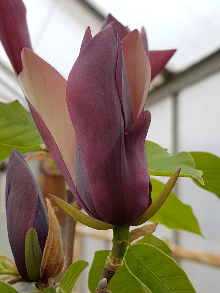 Magnolia x brooklynensis Black Beauty